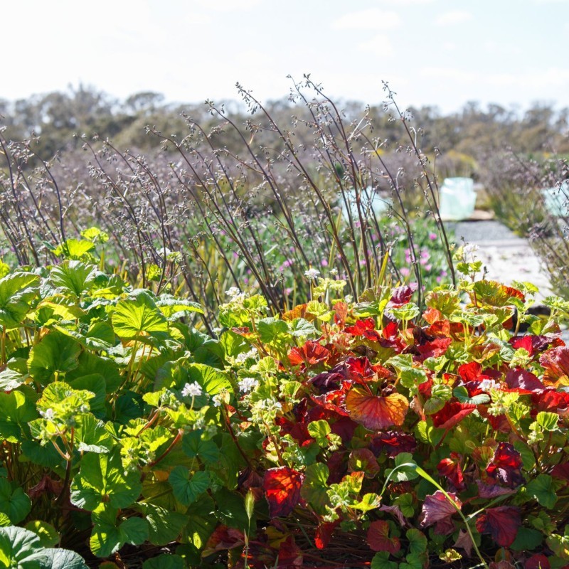 Australian Botanic Gardens Shepparton